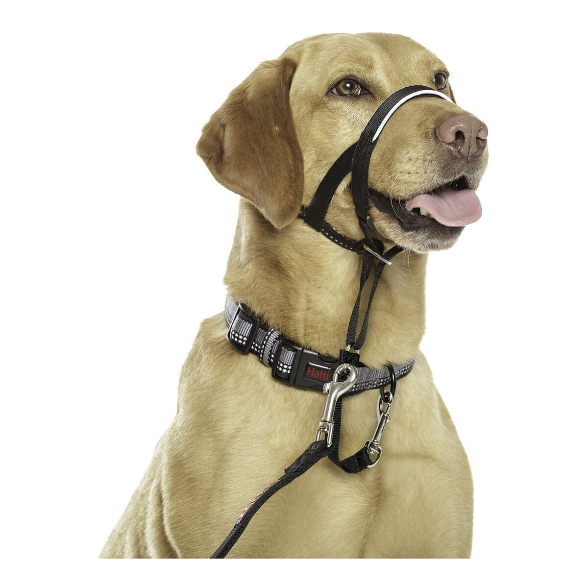 Dog Training Collars Company of Animals Halti Black Muzzle (40-54 cm)-6