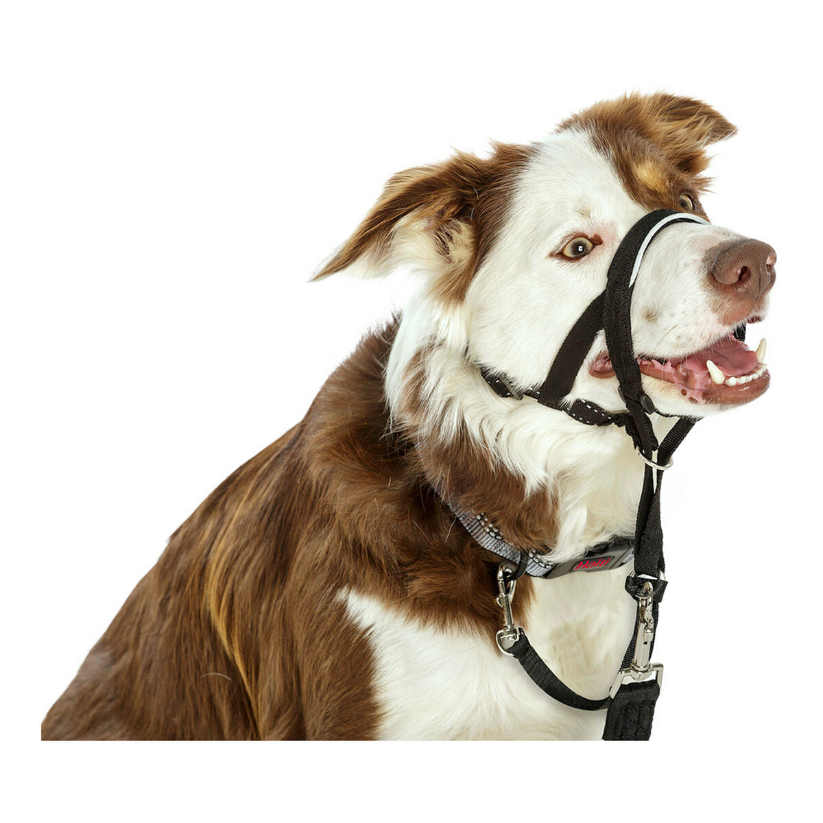 Dog Training Collars Company of Animals Halti Black Muzzle (40-54 cm)-3