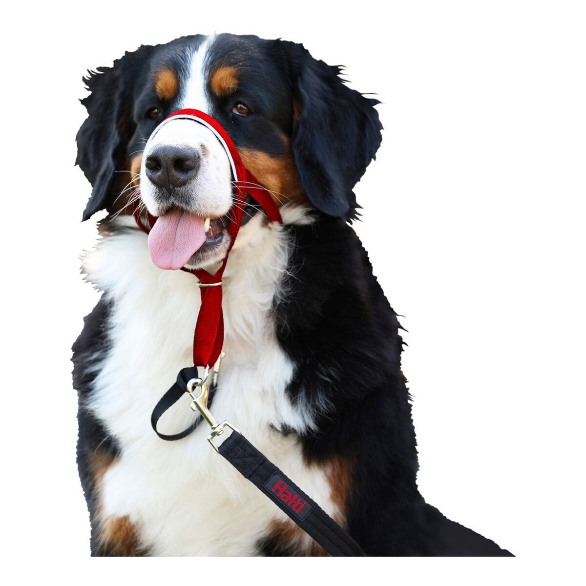 Dog Training Collars Company of Animals Halti Muzzle (46-62 cm)-3