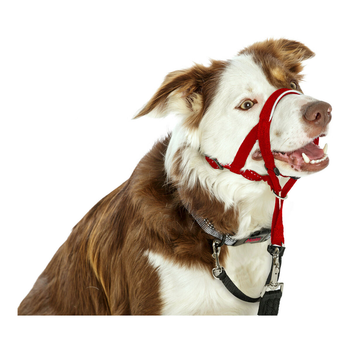 Dog Training Collars Company of Animals Halti Muzzle (46-62 cm)-2