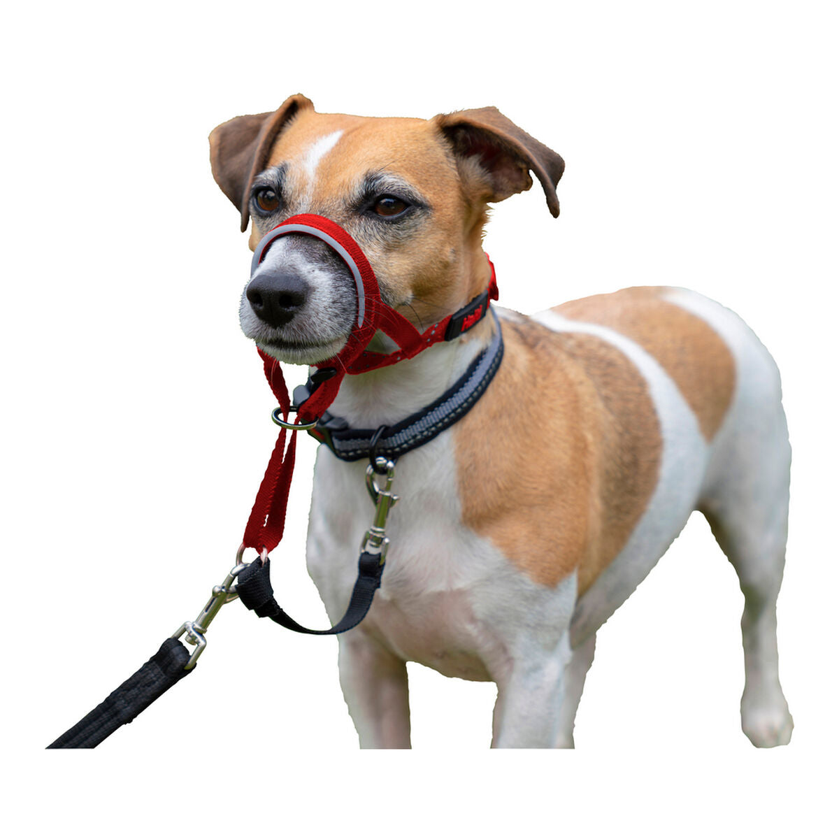 Dog Training Collars Company of Animals Halti Muzzle (46-62 cm)-1