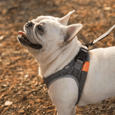 Stylish Rope Leash With Adjustable Size And Carabiner Attachment-0