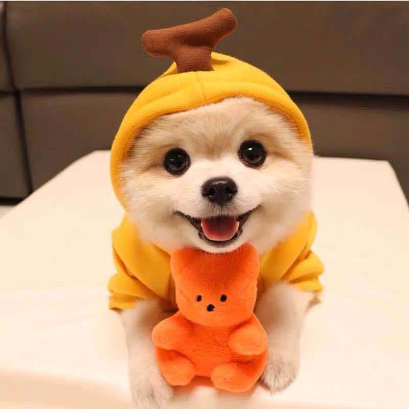 Luxury Green Fleece Dog Hoodie - Stylish Two-Legged Outfit For Autumn And Winter-4