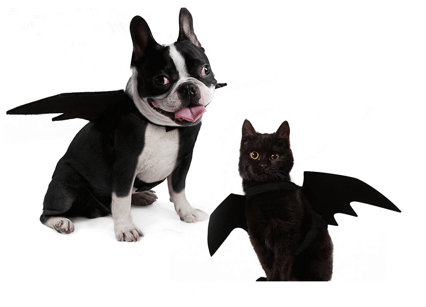 Shadow Wings Dog Costume-1
