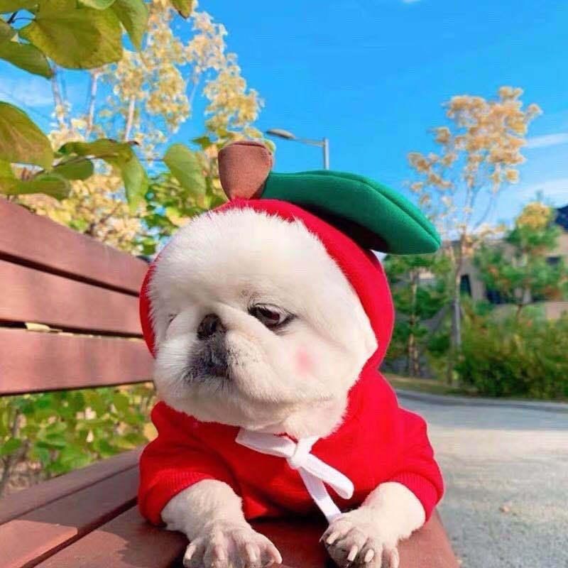 Luxury Green Fleece Dog Hoodie - Stylish Two-Legged Outfit For Autumn And Winter-8