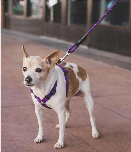 Premium Padded Rope Leash For Dogs Of All Sizes-2