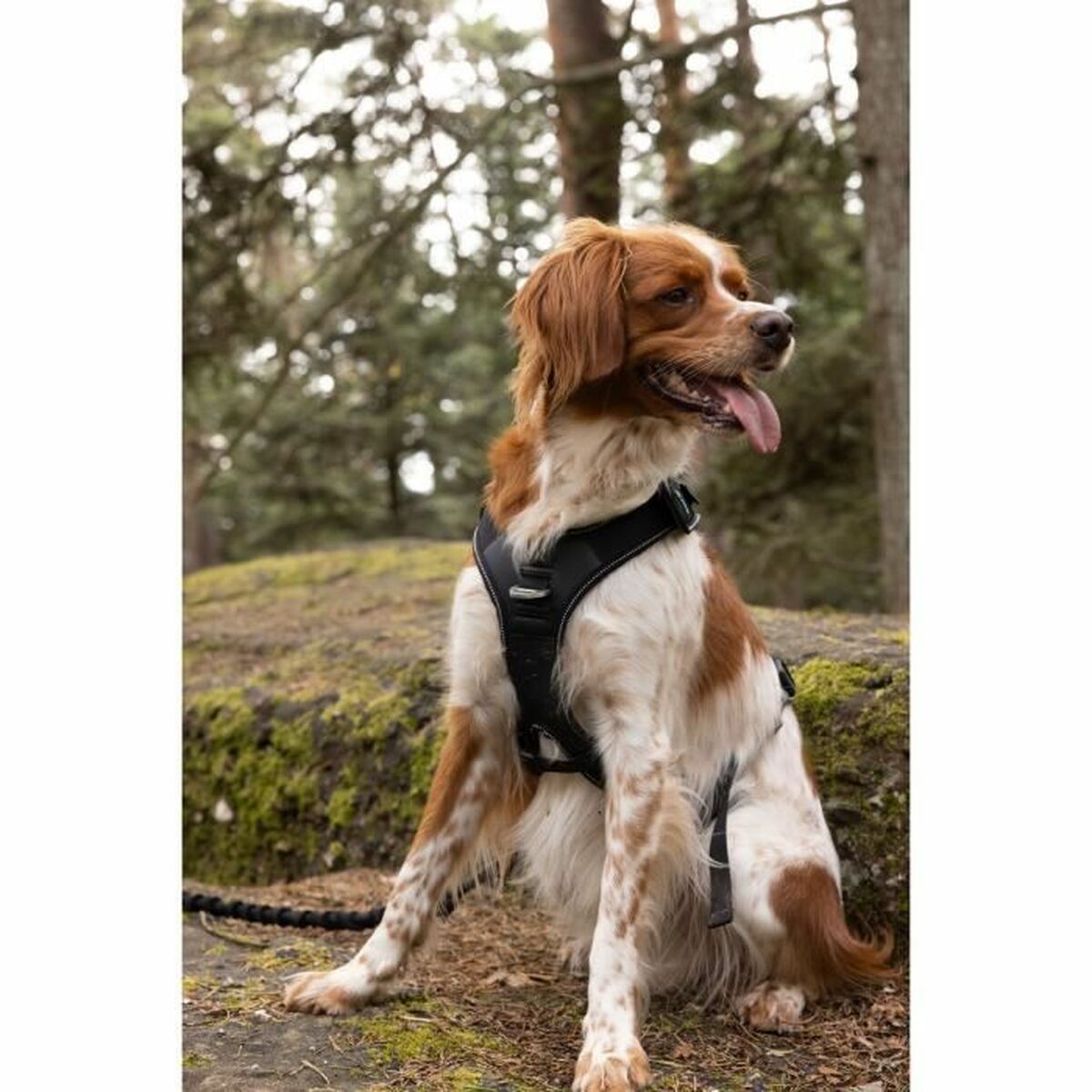 Dog Harness SYMBIOZ Black L-3