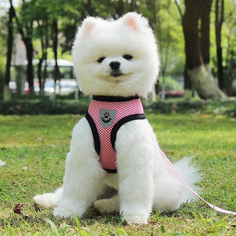 Pet Comfort Ride Leash And Seat Belt Combo-0