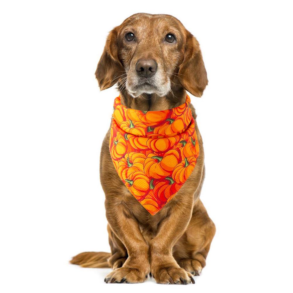 Spooky Paws Halloween Pet Saliva Towel-8