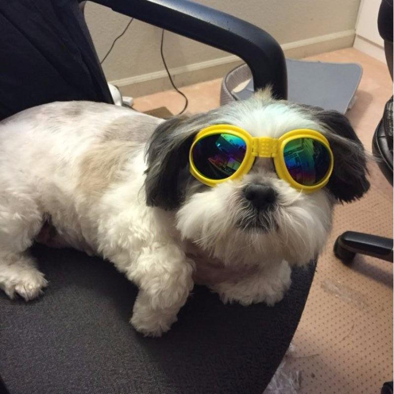 Foldable Aquashield Dog Sunglasses-4