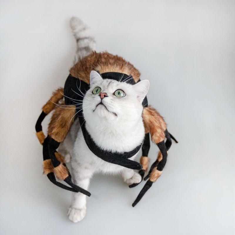 Spider Costume For Pets: Transform Your Furry Friend Into A Spooky Arachnid!-1