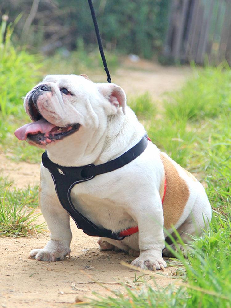 Comfortmesh Dog Leash Collar: Convenient And Stylish Walking Companion For Dogs Of All Sizes-3