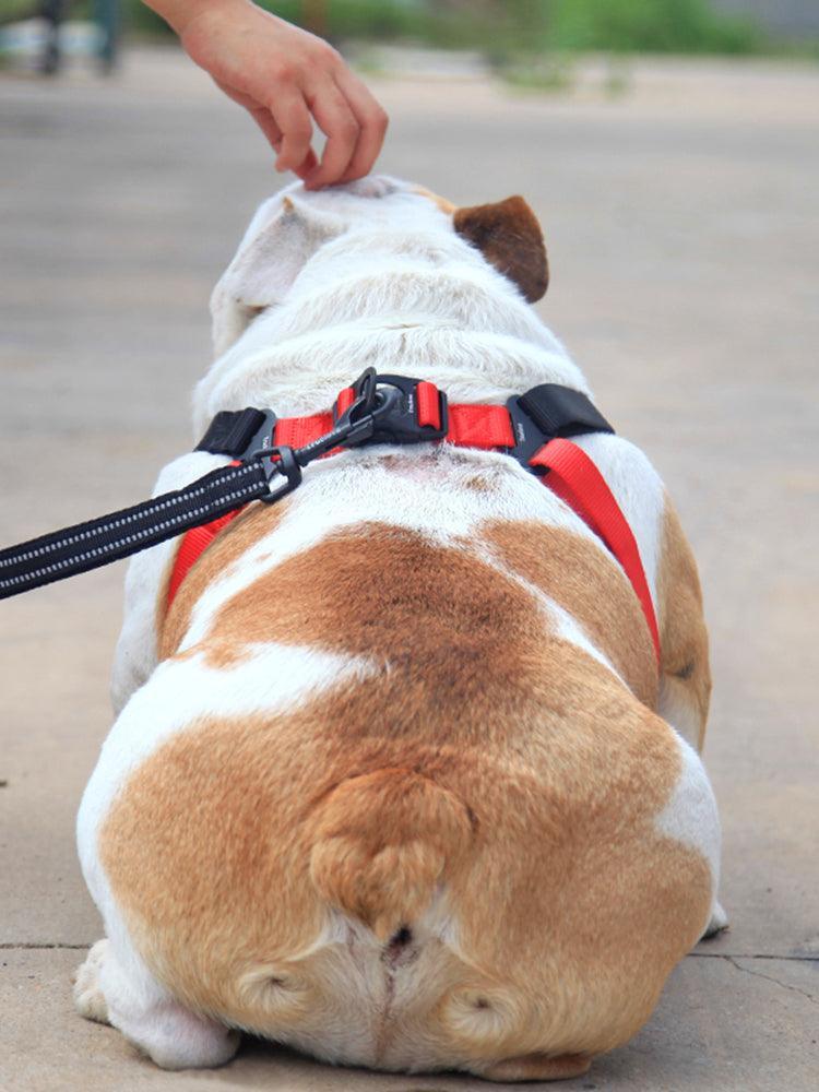 Comfortmesh Dog Leash Collar: Convenient And Stylish Walking Companion For Dogs Of All Sizes-1