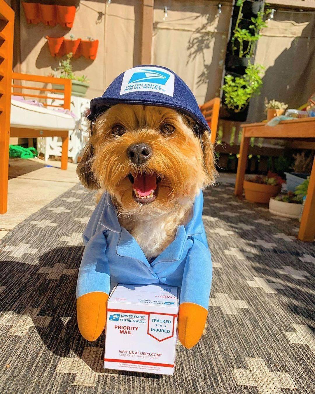 Cozy Critter Pet Apparel-1