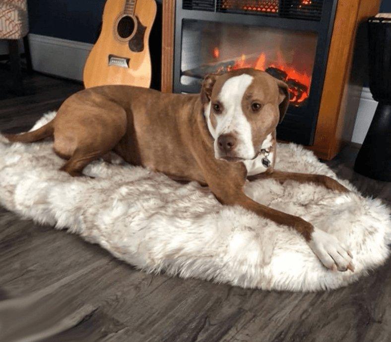Cozycanine Plush Dog Bed - Luxurious Beige Mat For Restful Pet Sleep-2