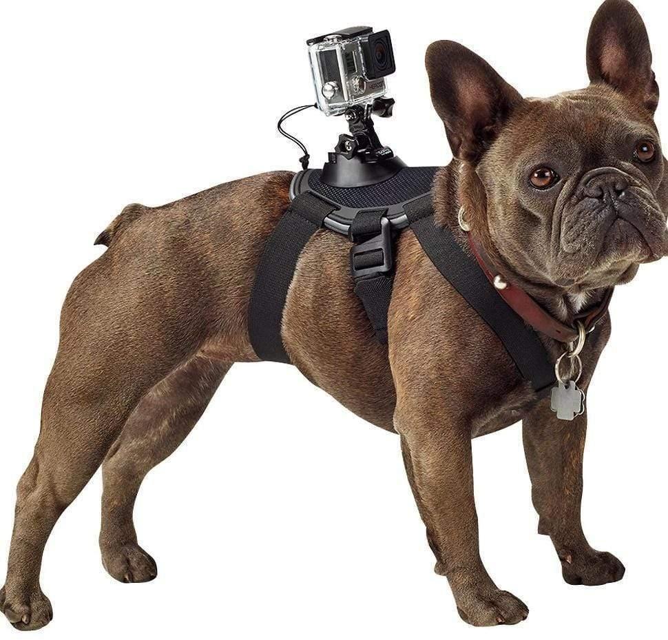 Dog's-Eye View: Capture The World With The Pet Dog Chest Strap-0