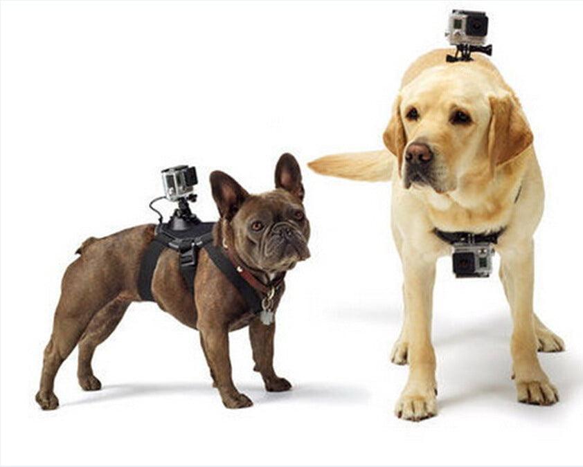 Dog's-Eye View: Capture The World With The Pet Dog Chest Strap-2