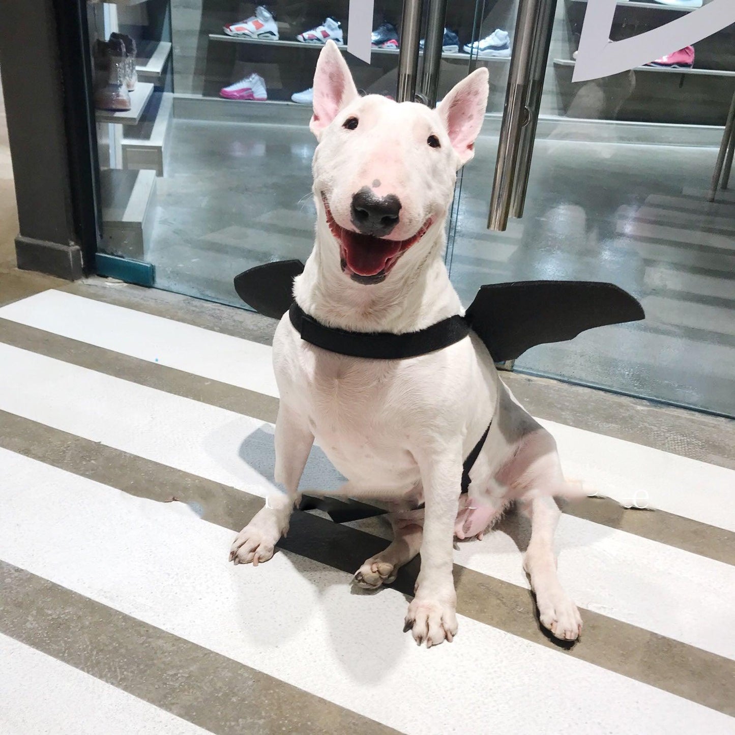 Pet Winged Canine Couture-4