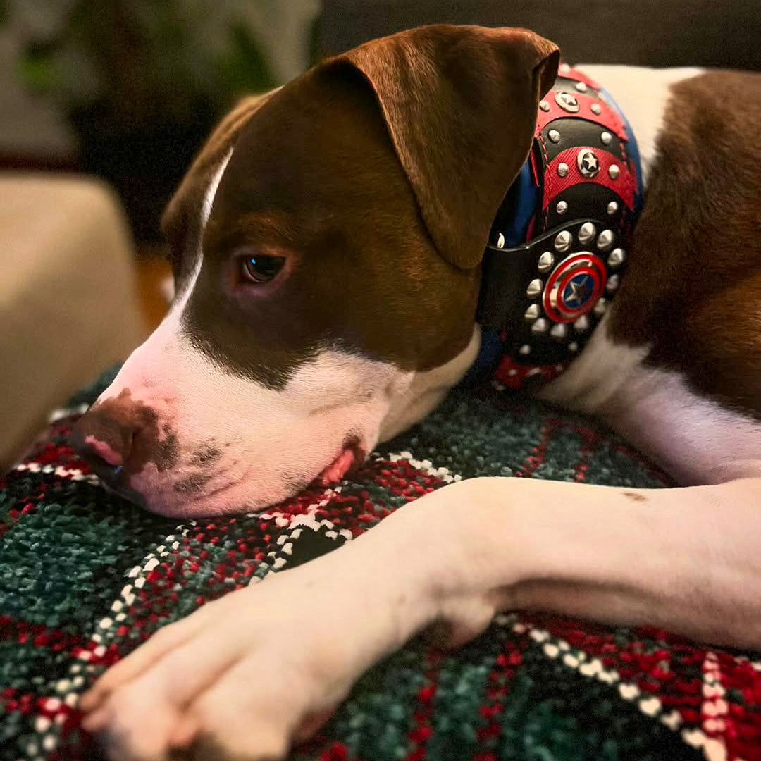 ''Captain America'' Collar-4