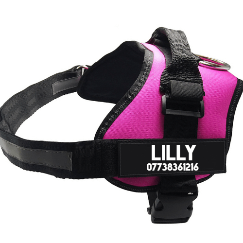 Ultimate Pet Adventure Set: Adjustable Chest Harness With Dog Leash-0