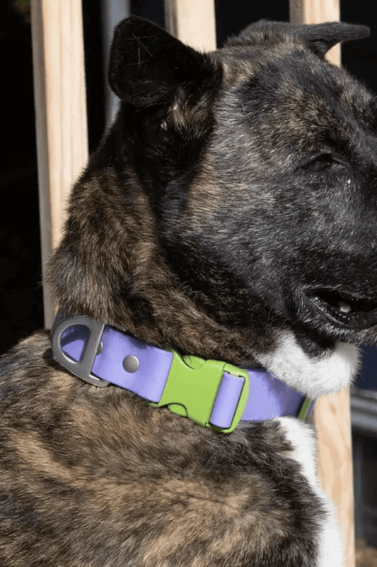 Lavender Garden Waterproof Dog Collar-0