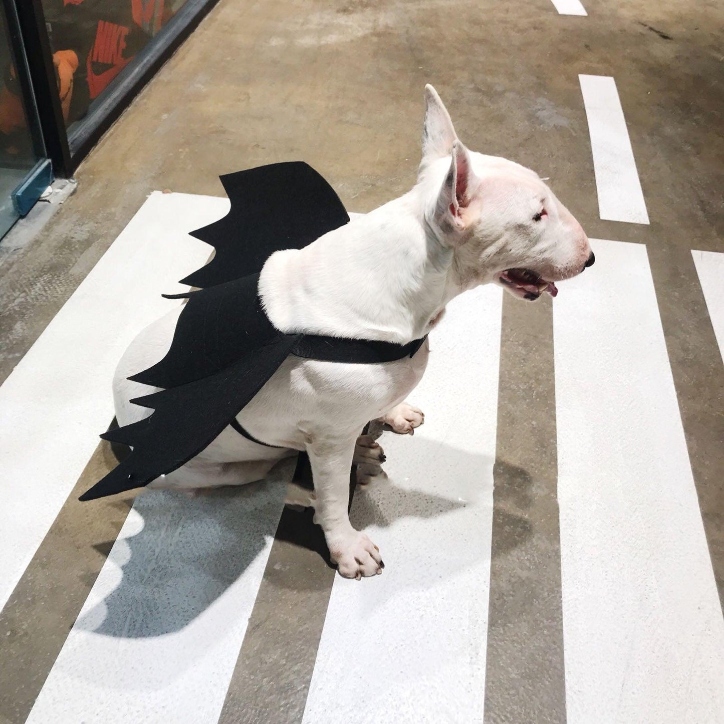 Pet Winged Canine Couture-3