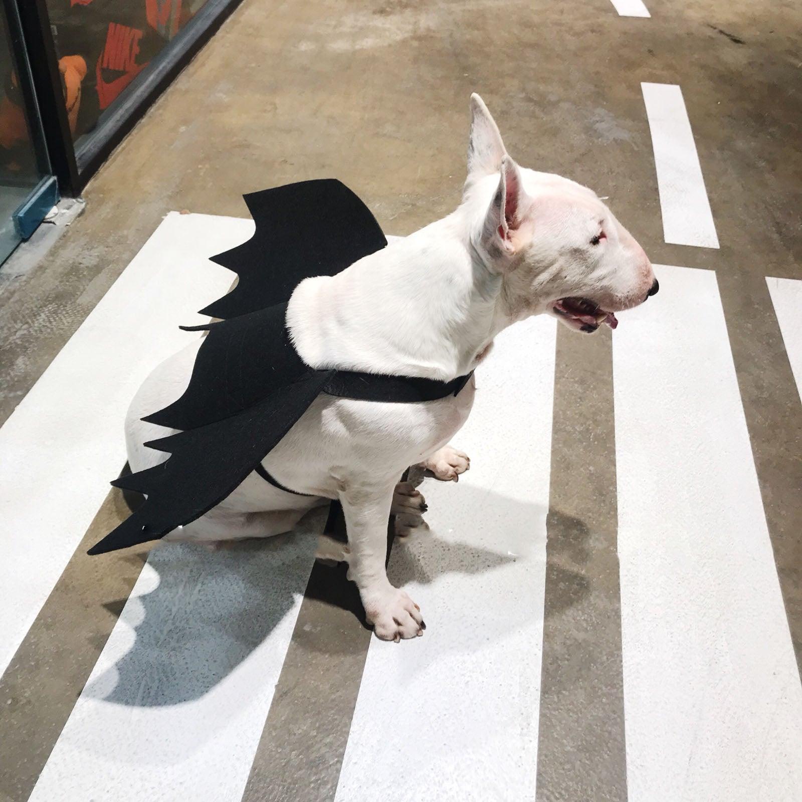 Pet Winged Canine Couture-3