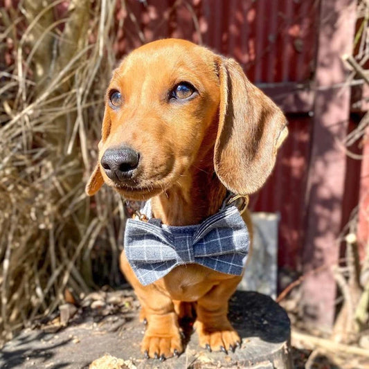 Harvey Dog Collar, Dog Collar & Dog Bowtie (Set) – by The Paw Co.-0