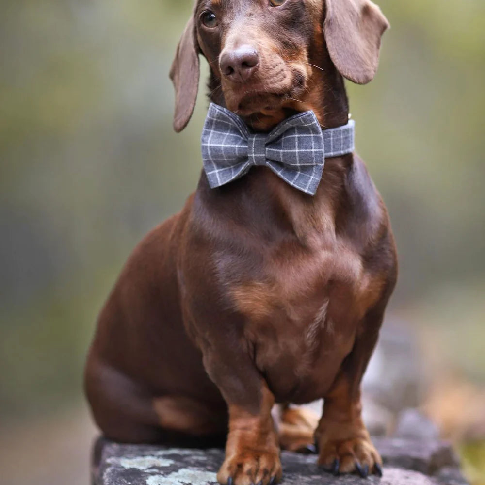 Harvey Dog Collar, Dog Collar & Dog Bowtie (Set) – by The Paw Co.-4
