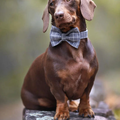 Harvey Dog Collar, Dog Collar & Dog Bowtie (Set) – by The Paw Co.-4
