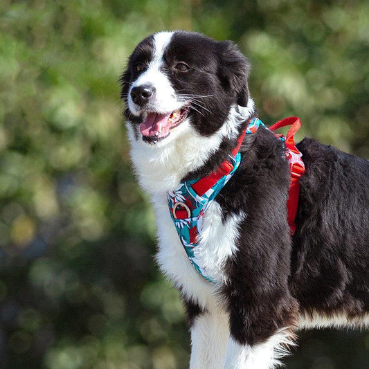 All-Purpose Dog Leash And Vest Set-0