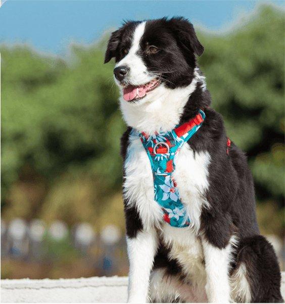 All-Purpose Dog Leash And Vest Set-1