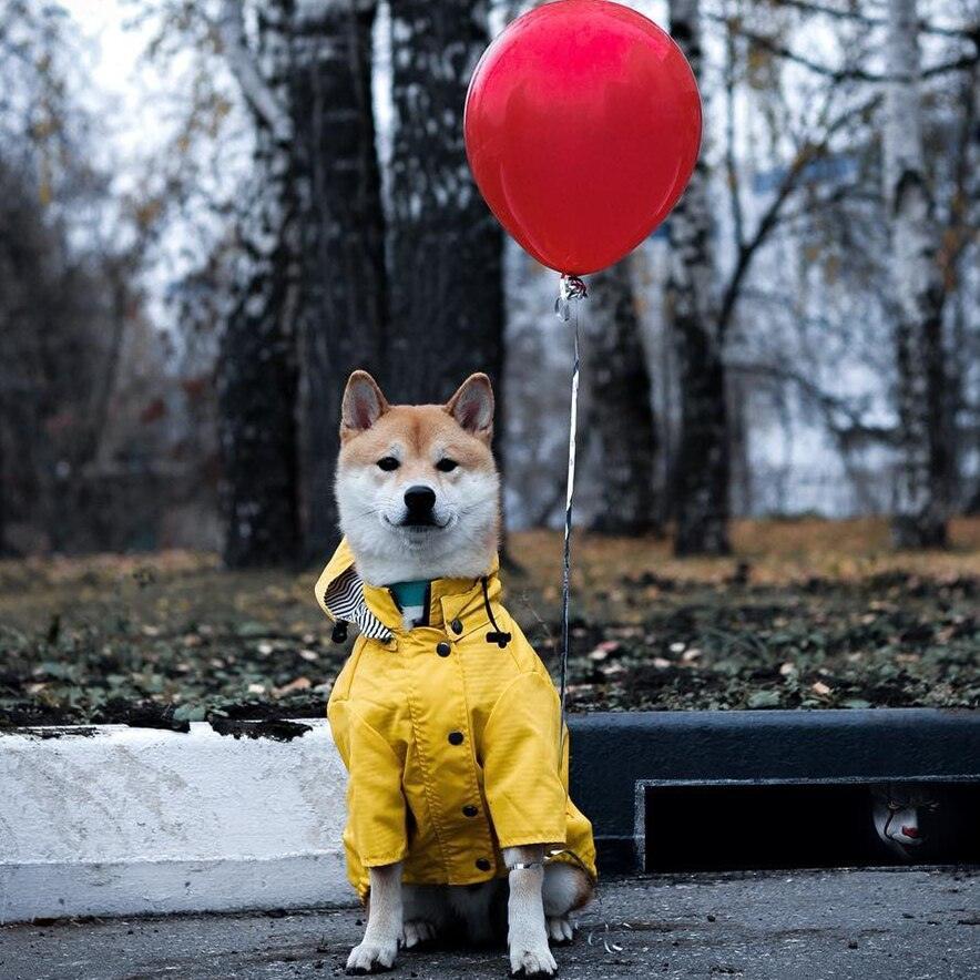 Classic British Style Dog Raincoat - Stylish And Functional Pet Clothes For Rainy Days-0