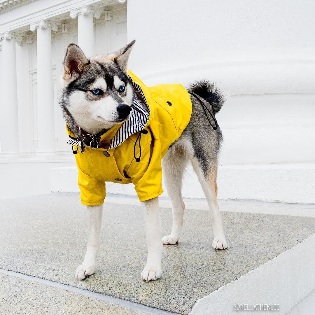 Classic British Style Dog Raincoat - Stylish And Functional Pet Clothes For Rainy Days-2