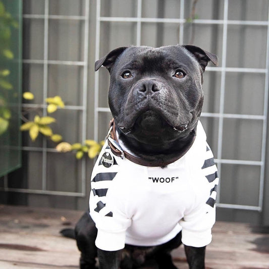 Cozy Canine Cotton Sweater With Extra Warmth-0