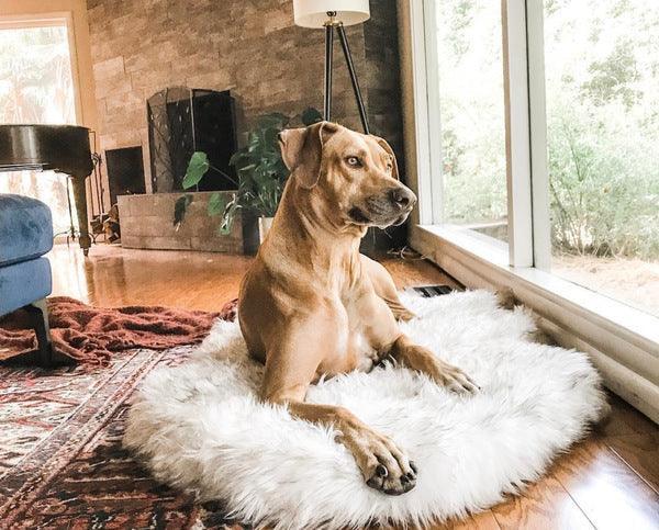Cozycanine Plush Dog Bed - Luxurious Beige Mat For Restful Pet Sleep-4