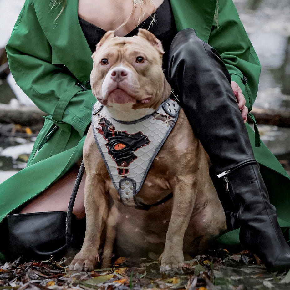 The “Dragon's Eye” Harness LIMITED!-3