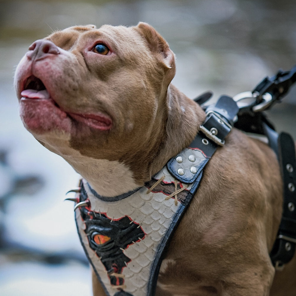 The “Dragon's Eye” Harness LIMITED!-1