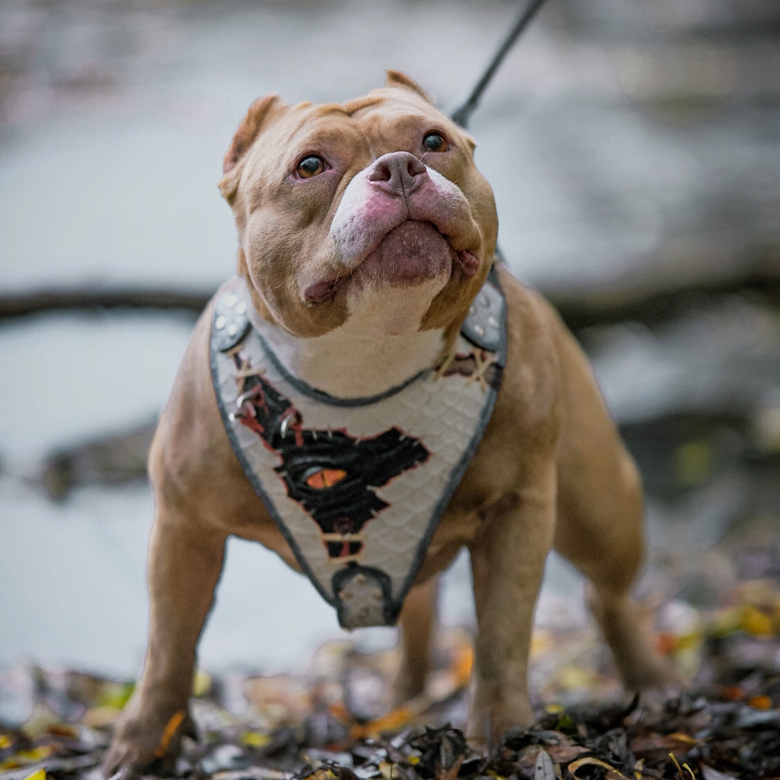 The “Dragon's Eye” Harness LIMITED!-4