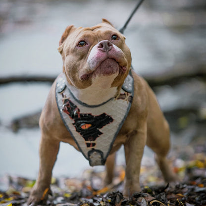 The “Dragon's Eye” Harness LIMITED!-4